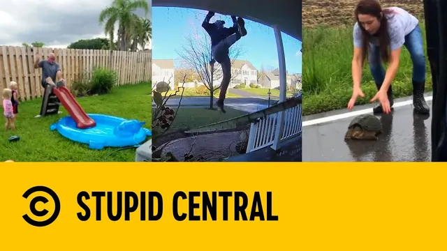 Animals Fight Back | Stupid Central