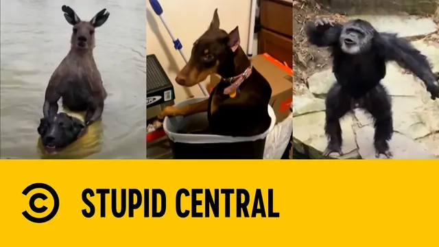 Badly Behaved Beasts | Stupid Central