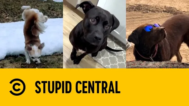 Canine Chaos | Stupid Central
